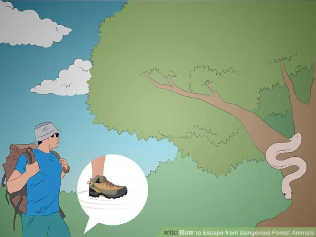 🐻  نکات نجات از حمله حیوانات در طبیعت 1