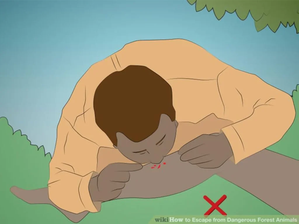 🐻  نکات نجات از حمله حیوانات در طبیعت 1